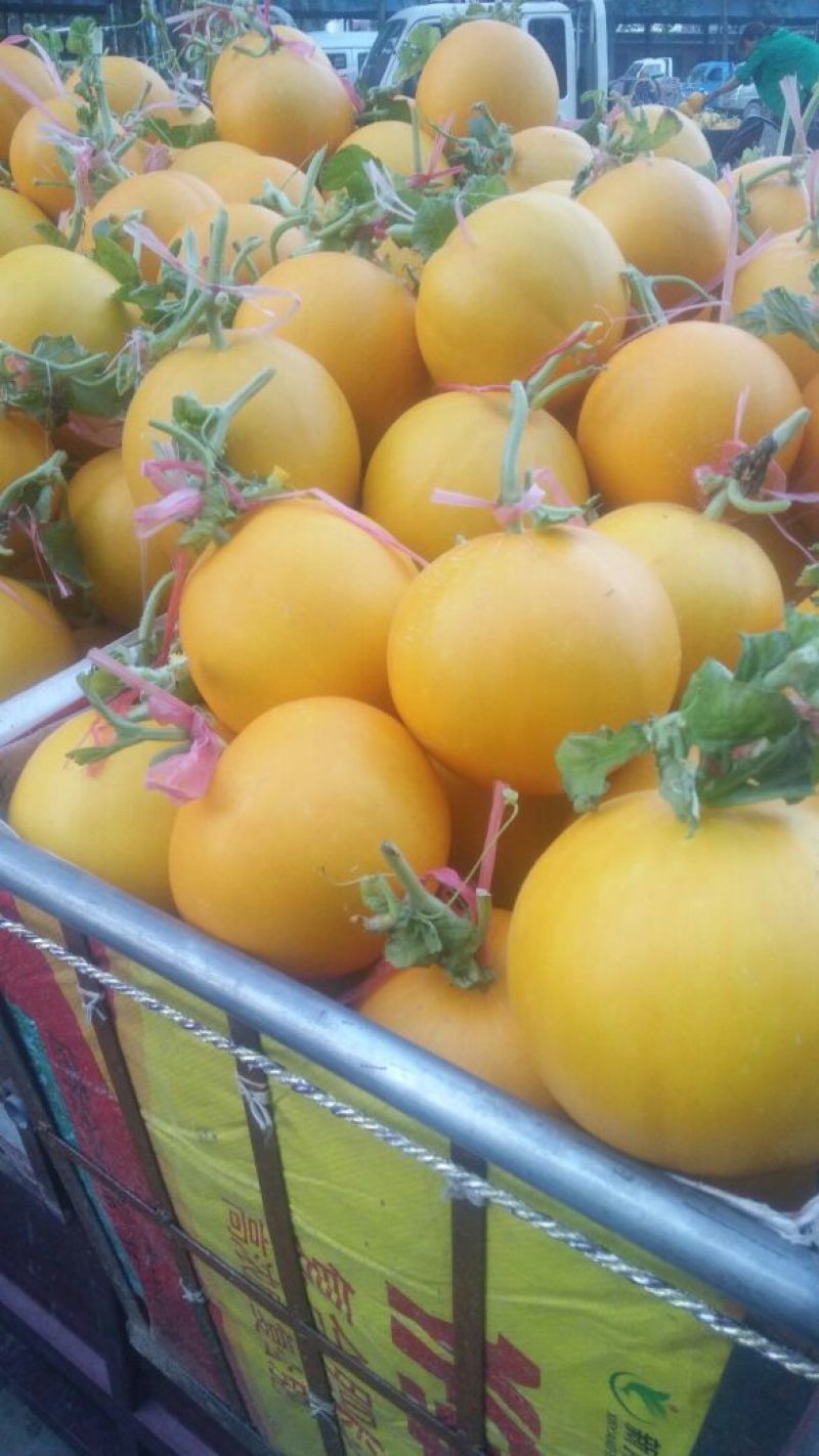 瑞红甜瓜3月大量上市