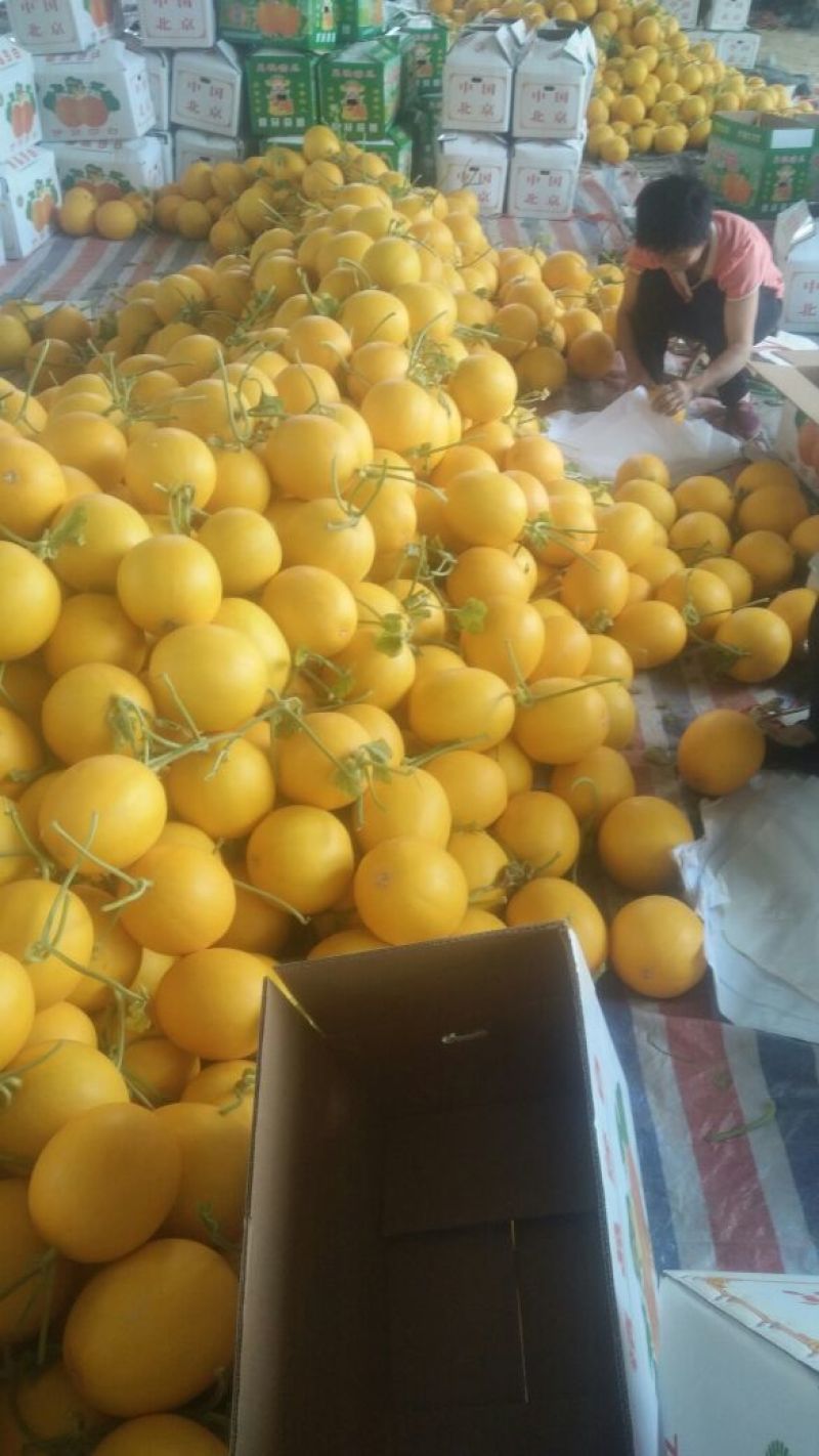 瑞红甜瓜3月大量上市