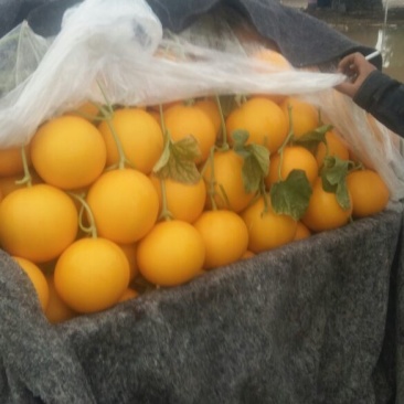 瑞红甜瓜3月大量上市