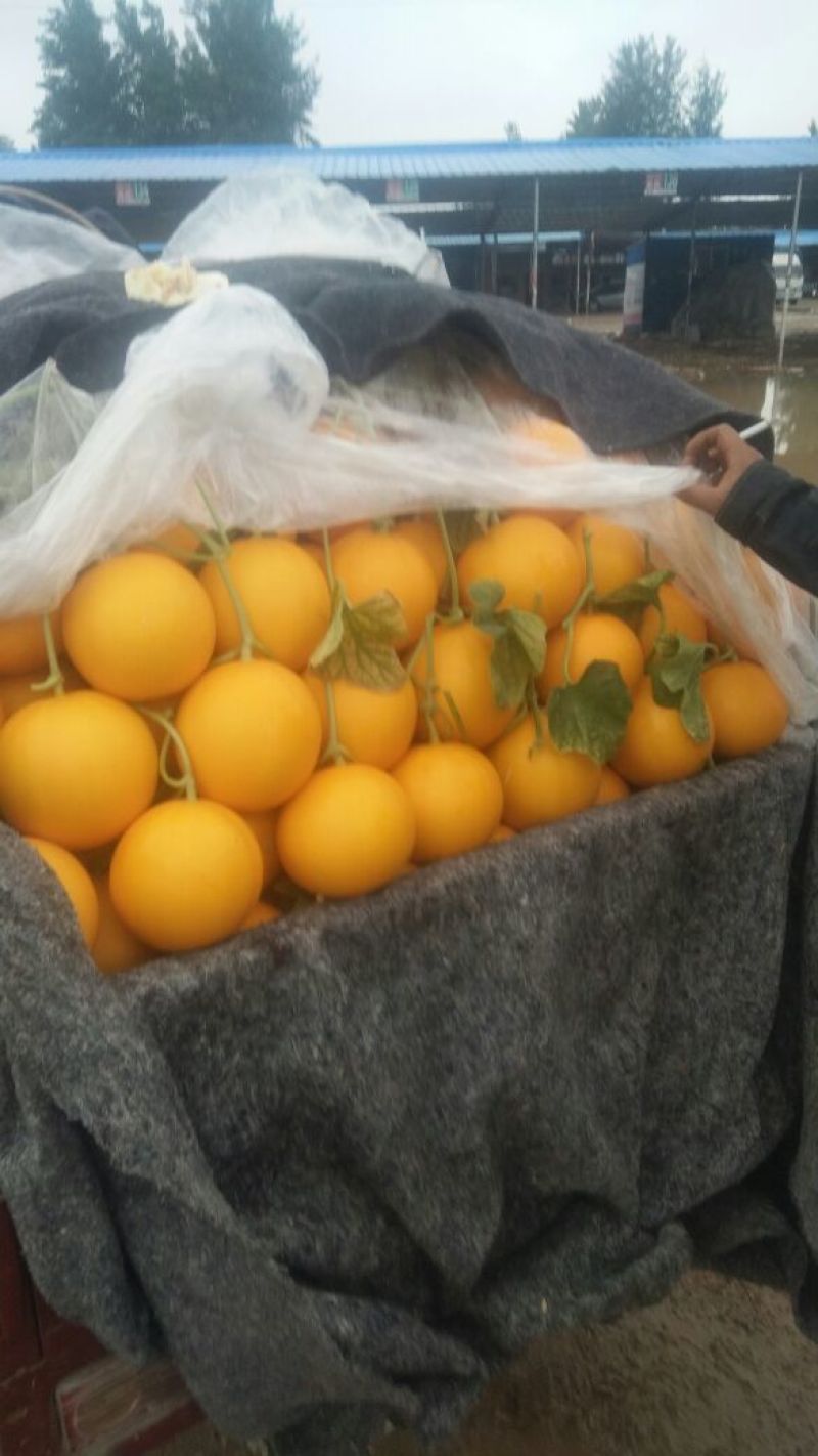 瑞红甜瓜3月大量上市