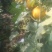 瑞红甜瓜3月大量上市