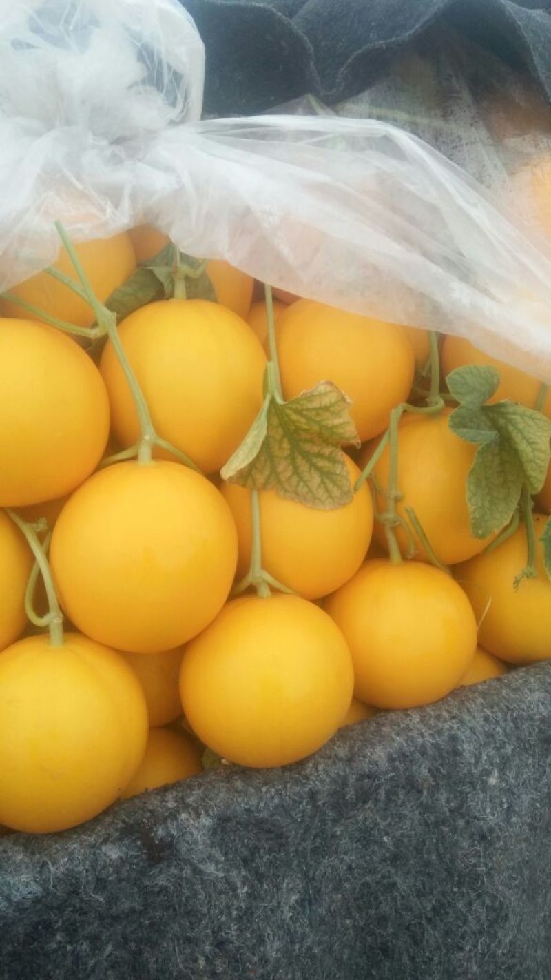 瑞红甜瓜3月大量上市