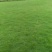 草皮