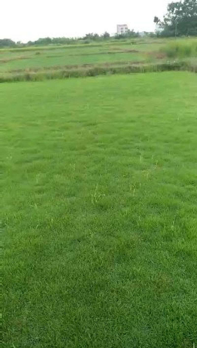 草皮