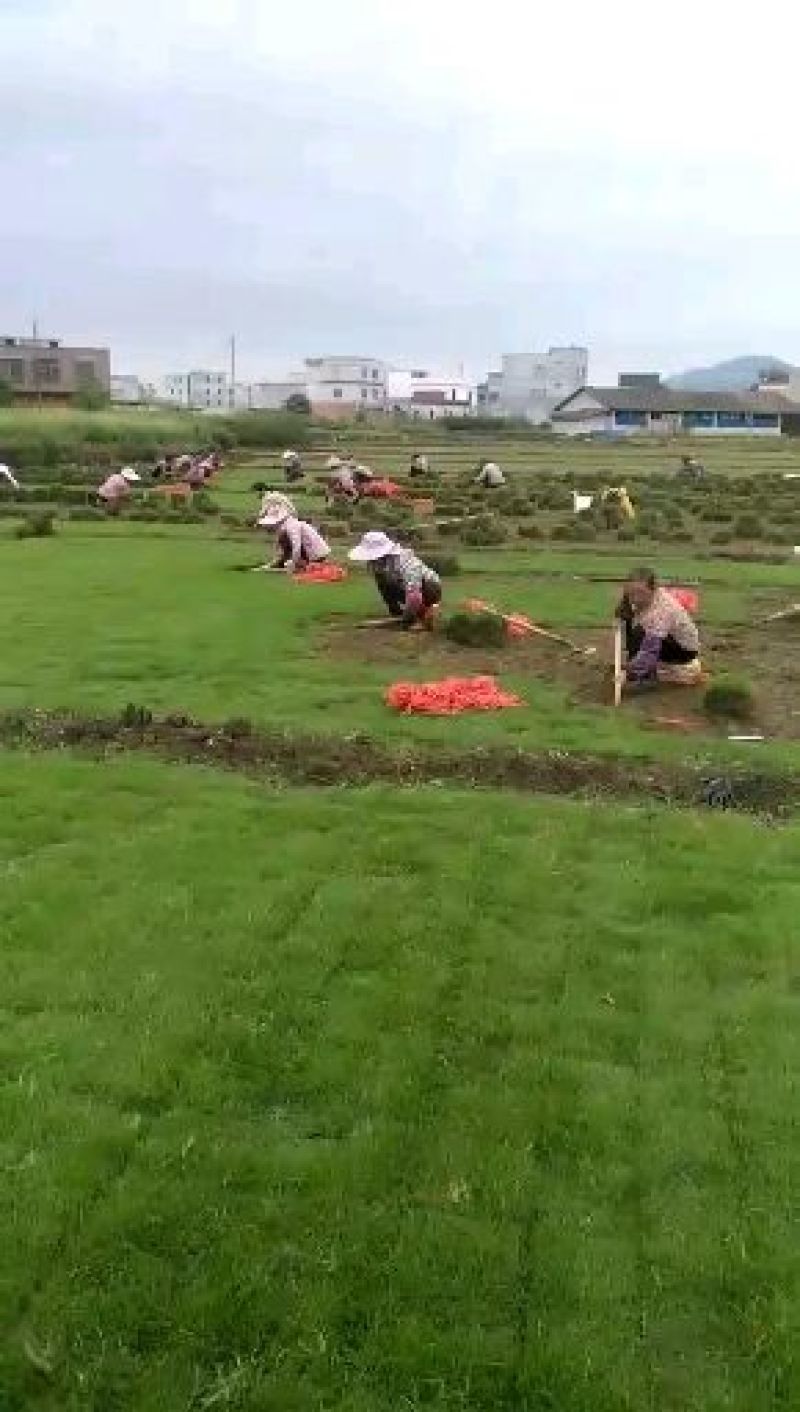 草皮