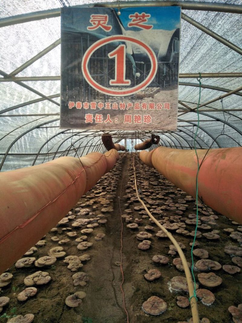 雪中王山特产品有限公司大棚灵芝基批发零售