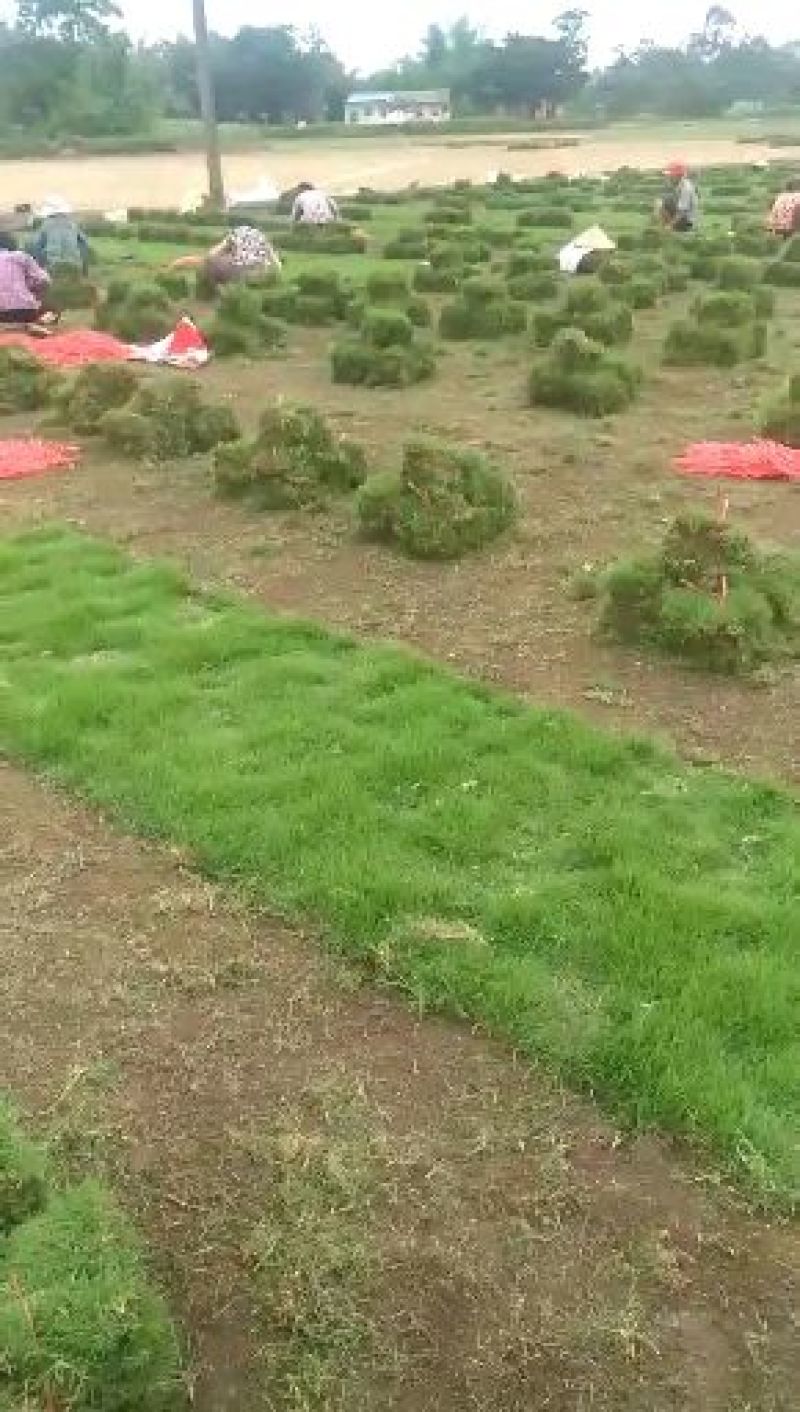 草皮