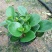 福建漳平豆瓣绿碧玉吸烟植物花卉绿植室内桌面新房防辐射甲醛