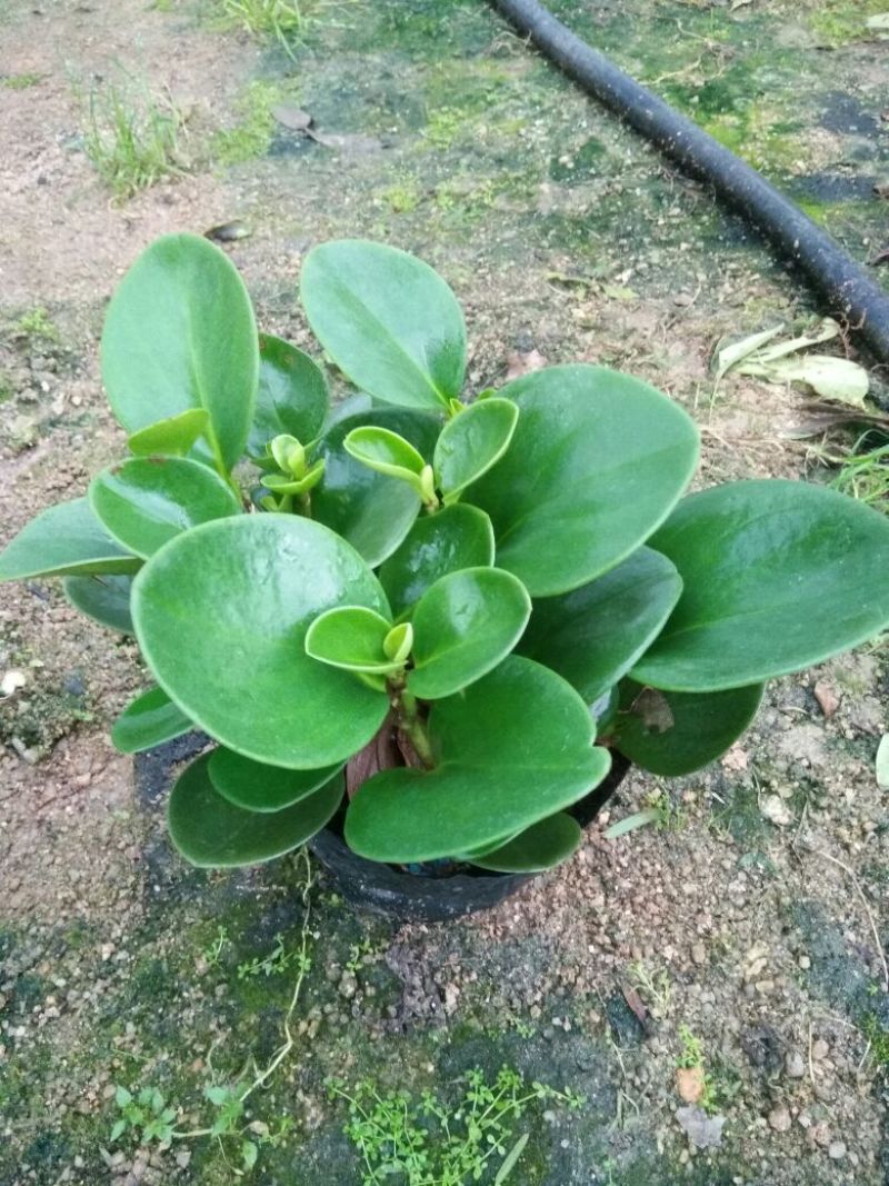 福建漳平豆瓣绿碧玉吸烟植物花卉绿植室内桌面新房防辐射甲醛