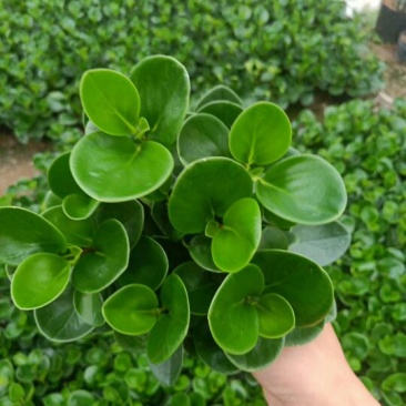 福建漳平豆瓣绿碧玉吸烟植物花卉绿植室内桌面新房防辐射甲醛
