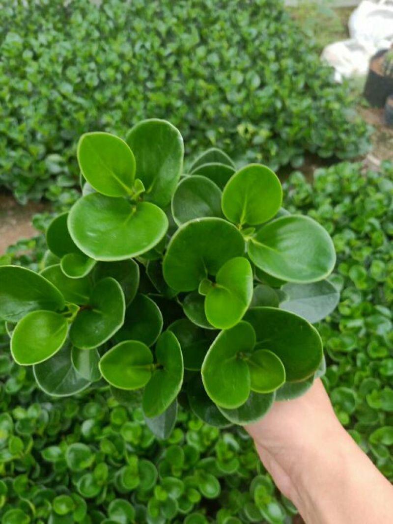 福建漳平豆瓣绿碧玉吸烟植物花卉绿植室内桌面新房防辐射甲醛