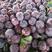湖北李子紫琥珀甜李子大量上市产地直销