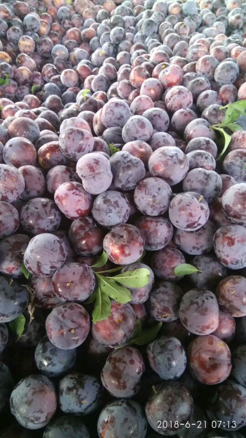湖北李子紫琥珀甜李子大量上市产地直销
