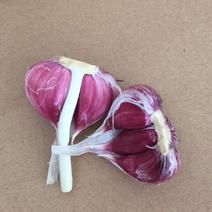 正宗天津宝坻，四六瓣紫皮大蒜，假一赔十，产地直供