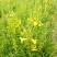 红根野蚕豆