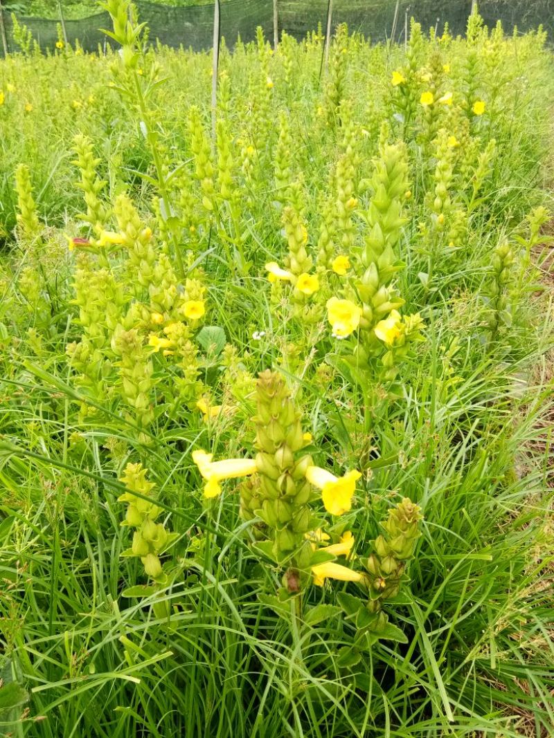 红根野蚕豆