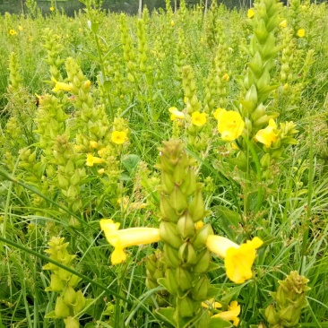 红根野蚕豆