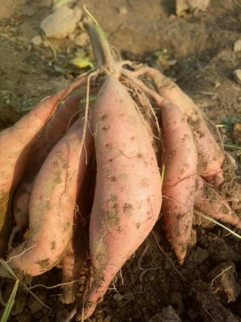 优质大棚种植尤薯九货发全国