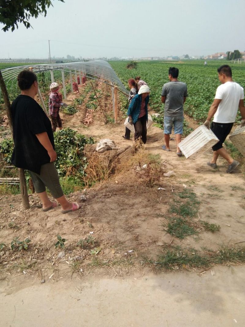 优质大棚种植尤薯九货发全国