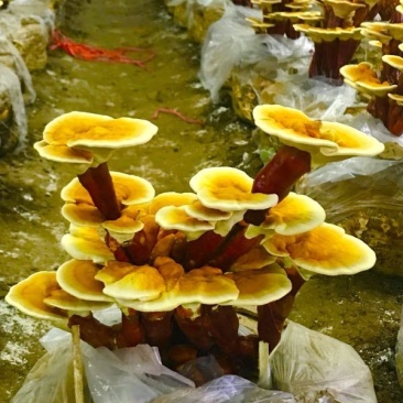 大量供应活体灵芝盆景，热卖中