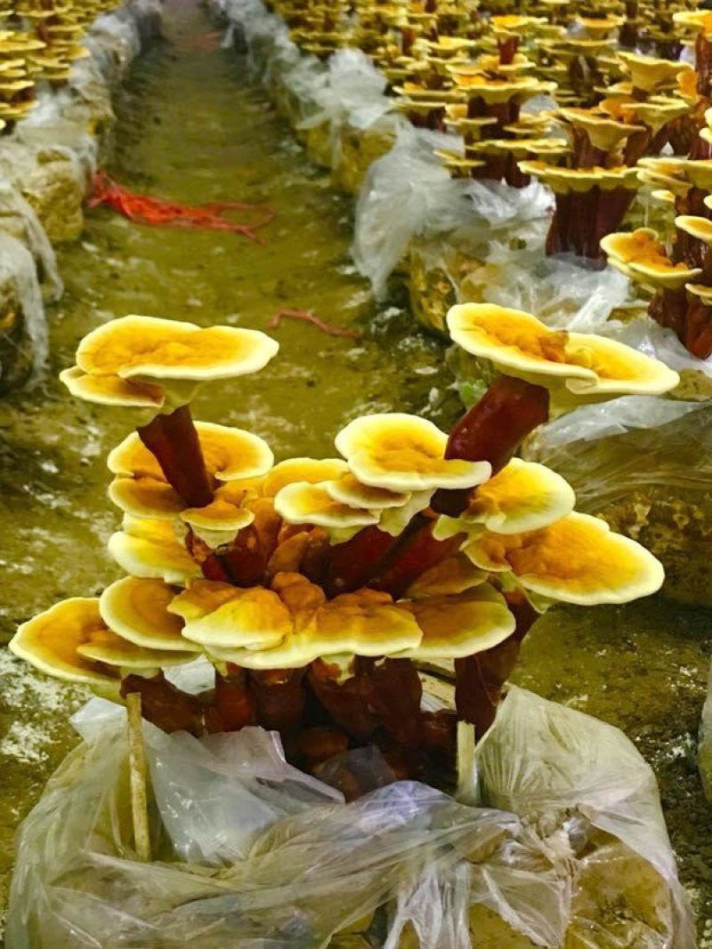 大量供应活体灵芝盆景，热卖中