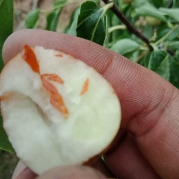 冬枣