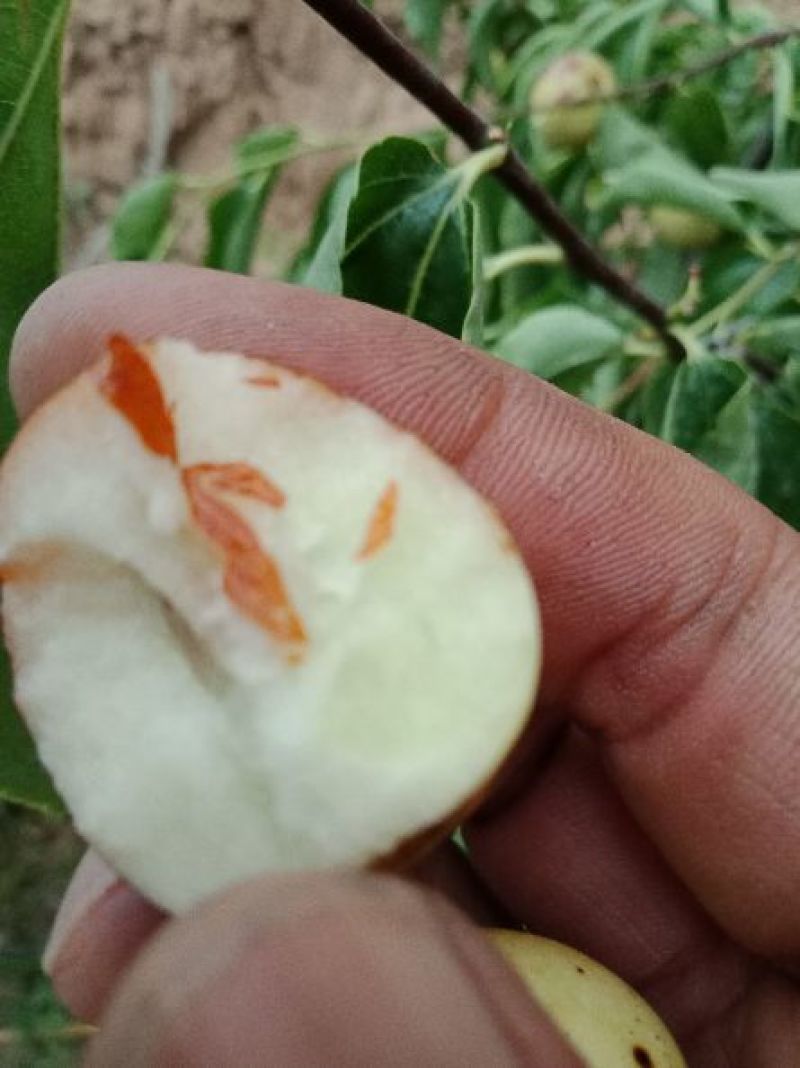 冬枣