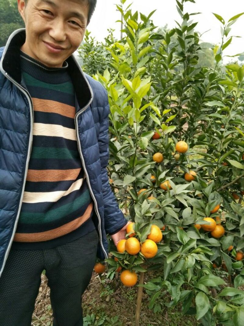 沃柑苗品质保证签合同销售+后期技术指导免费30-50公