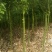 香樟米径3公分