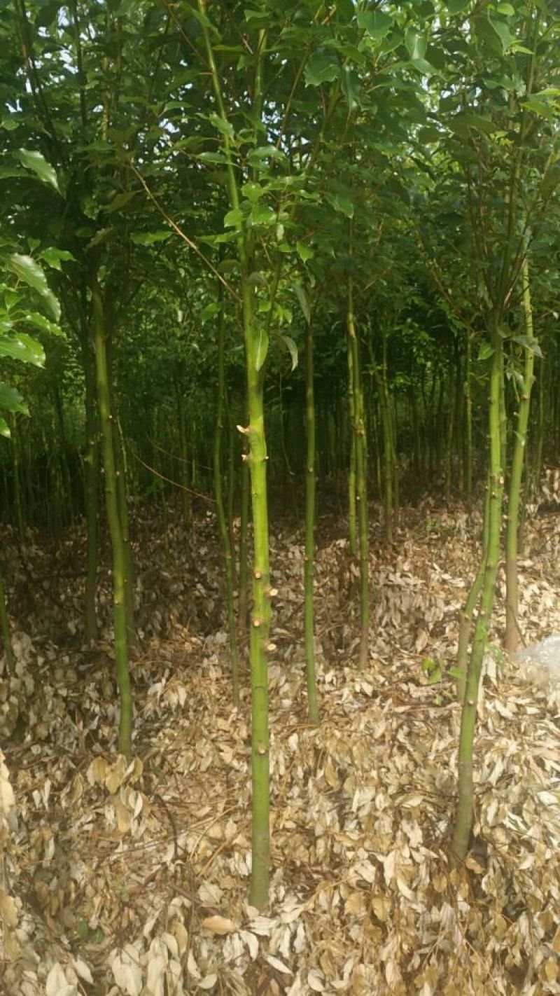 香樟米径3公分