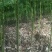香樟米径3公分