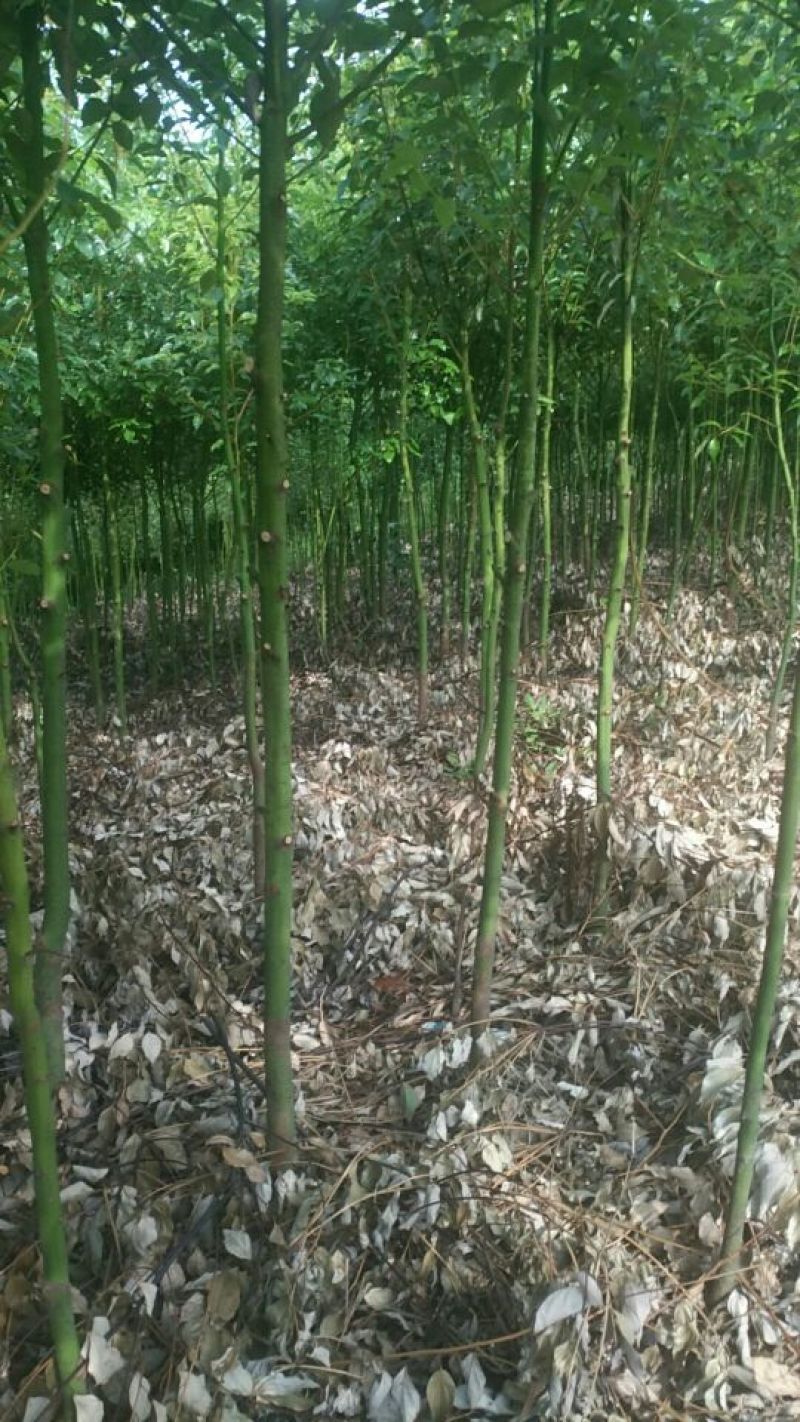 香樟米径3公分