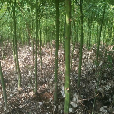 香樟米径3公分