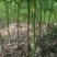香樟米径3公分