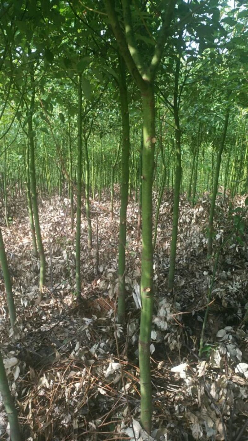 香樟米径3公分