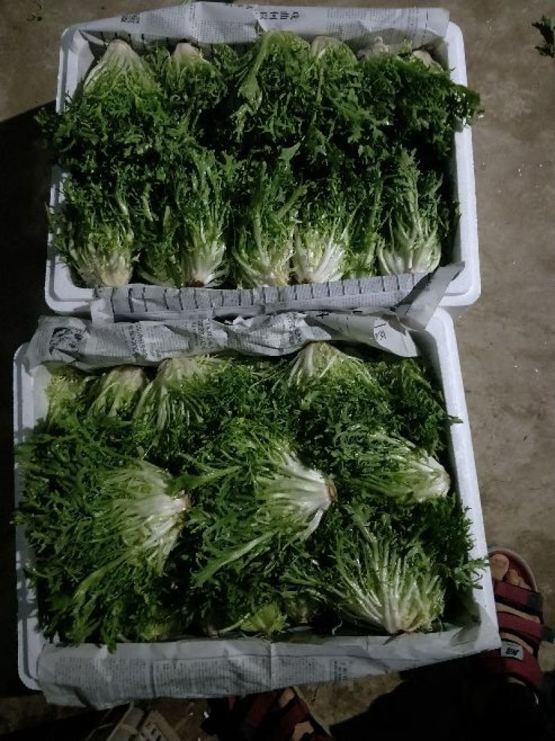 苦菊精品包装常年供应碎叶黄心15~20cm