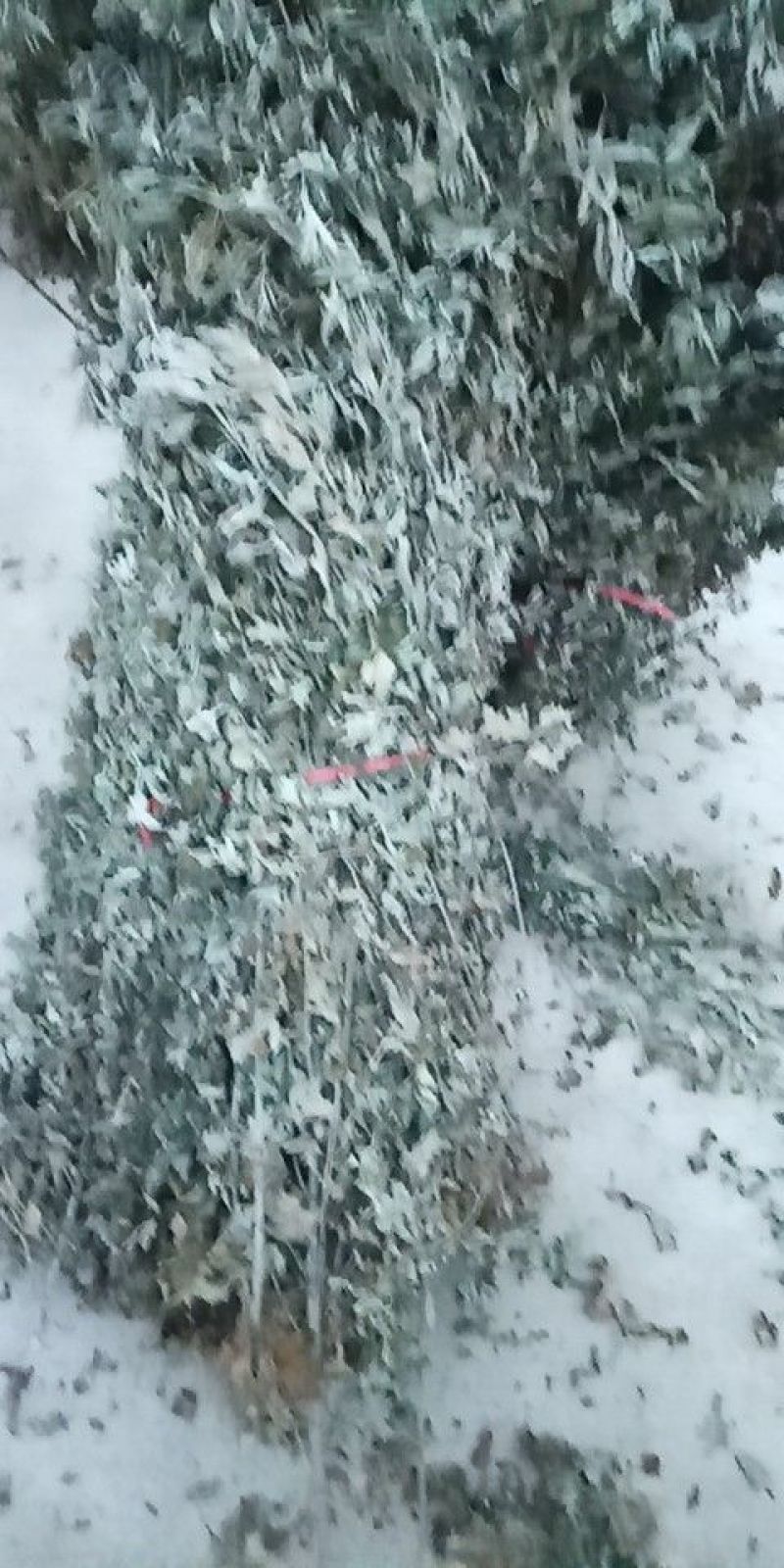 艾草全棵，优质艾棵！