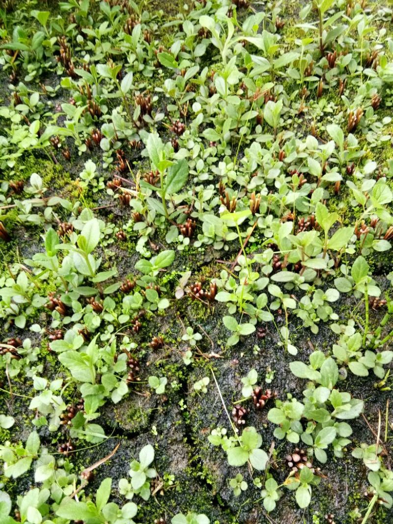 野蚕豆灵芝