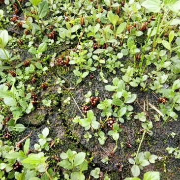 野蚕豆灵芝