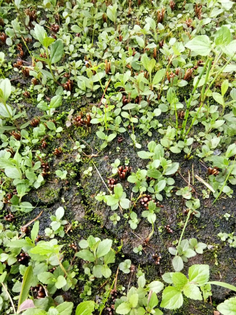 野蚕豆灵芝