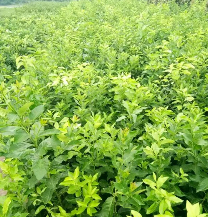 简阳柠檬苗尤力克柠檬苗30~50cm苗圃现挖提供技术