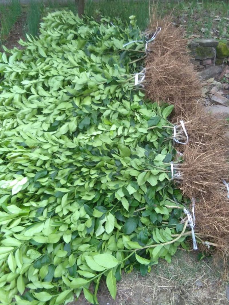 简阳柠檬苗尤力克柠檬苗30~50cm苗圃现挖提供技术
