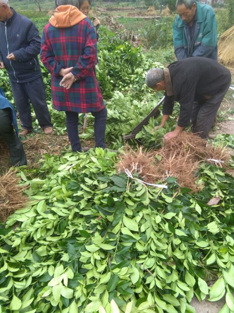 简阳柠檬苗尤力克柠檬苗30~50cm苗圃现挖提供技术