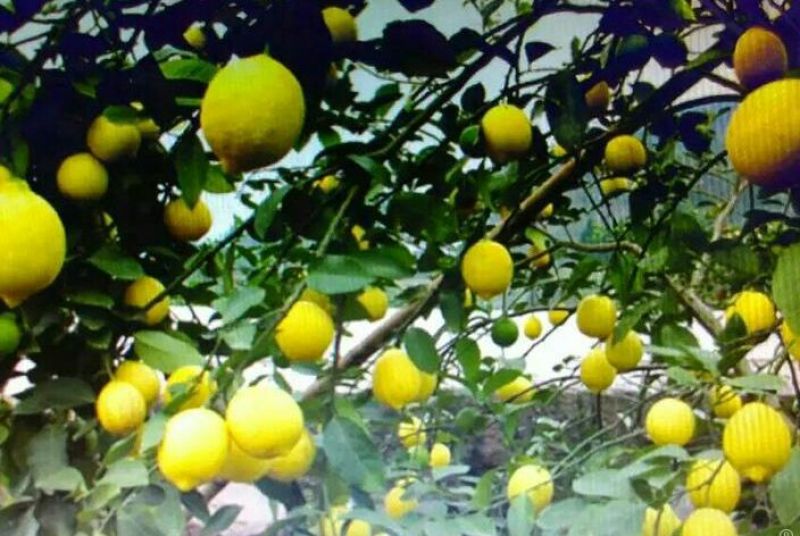 简阳柠檬苗尤力克柠檬苗30~50cm苗圃现挖提供技术