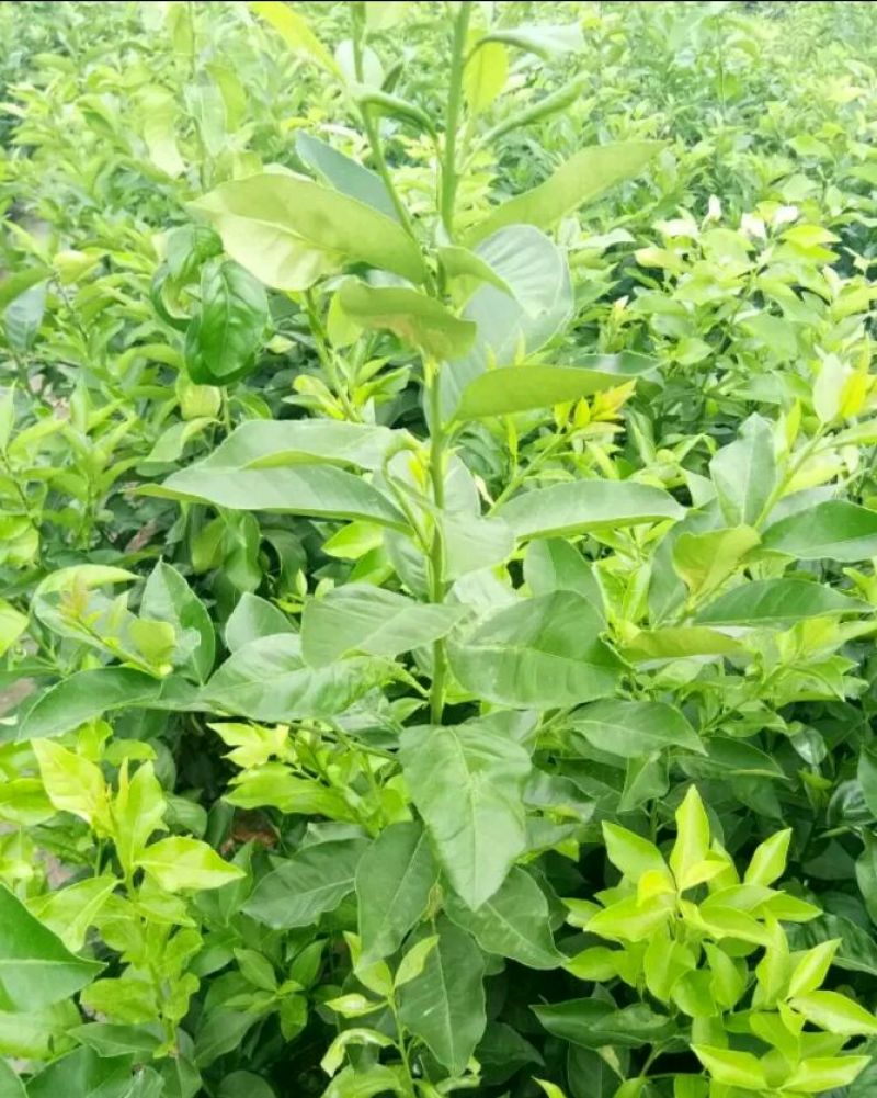 简阳柠檬苗尤力克柠檬苗30~50cm苗圃现挖提供技术
