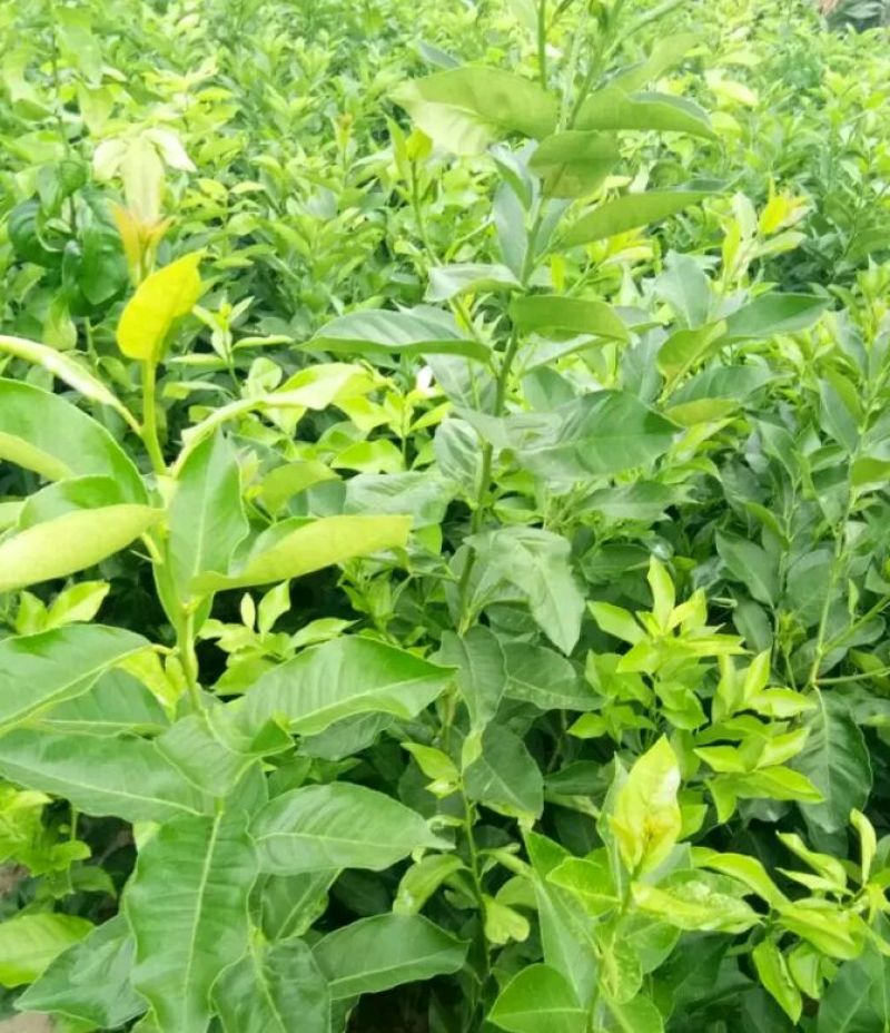 简阳柠檬苗尤力克柠檬苗30~50cm苗圃现挖提供技术