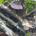 岩蜂蜜