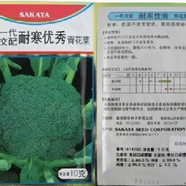 耐寒优秀西兰花种子