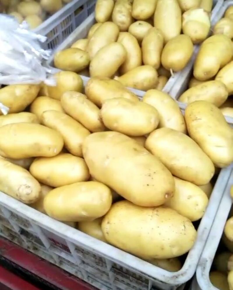 荷兰十五量大优惠