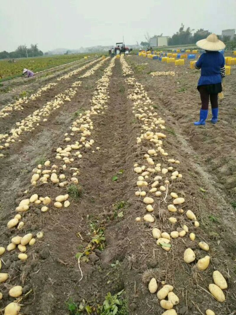 荷兰十五量大优惠